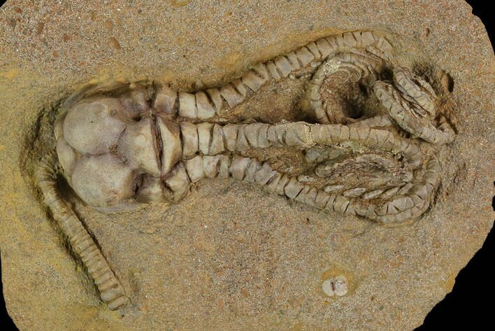 Fossil Crinoid (Jimbacrinus) - Gascoyne Junction, Australia #129402